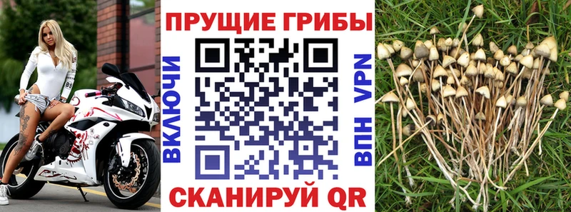 Псилоцибиновые грибы Cubensis  Луза 